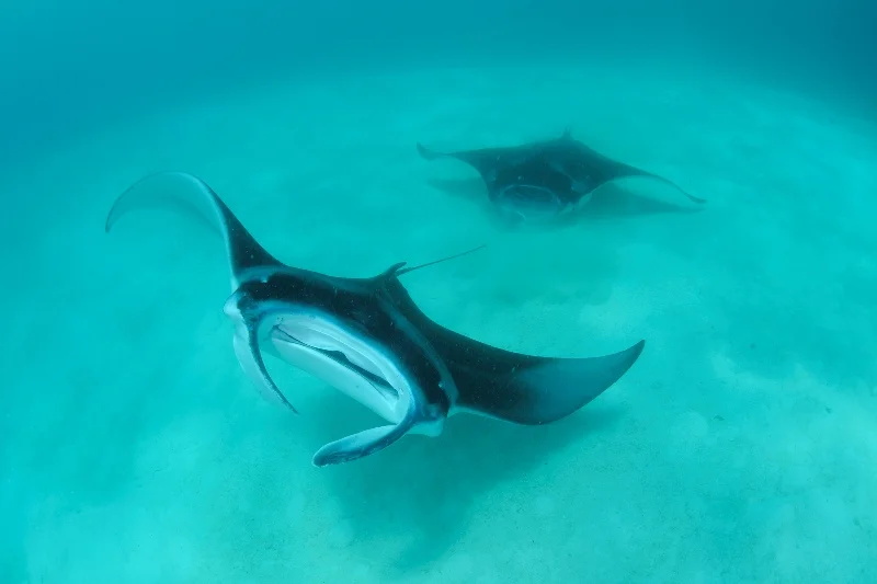 Manta Rays — Thomas P. Peschak